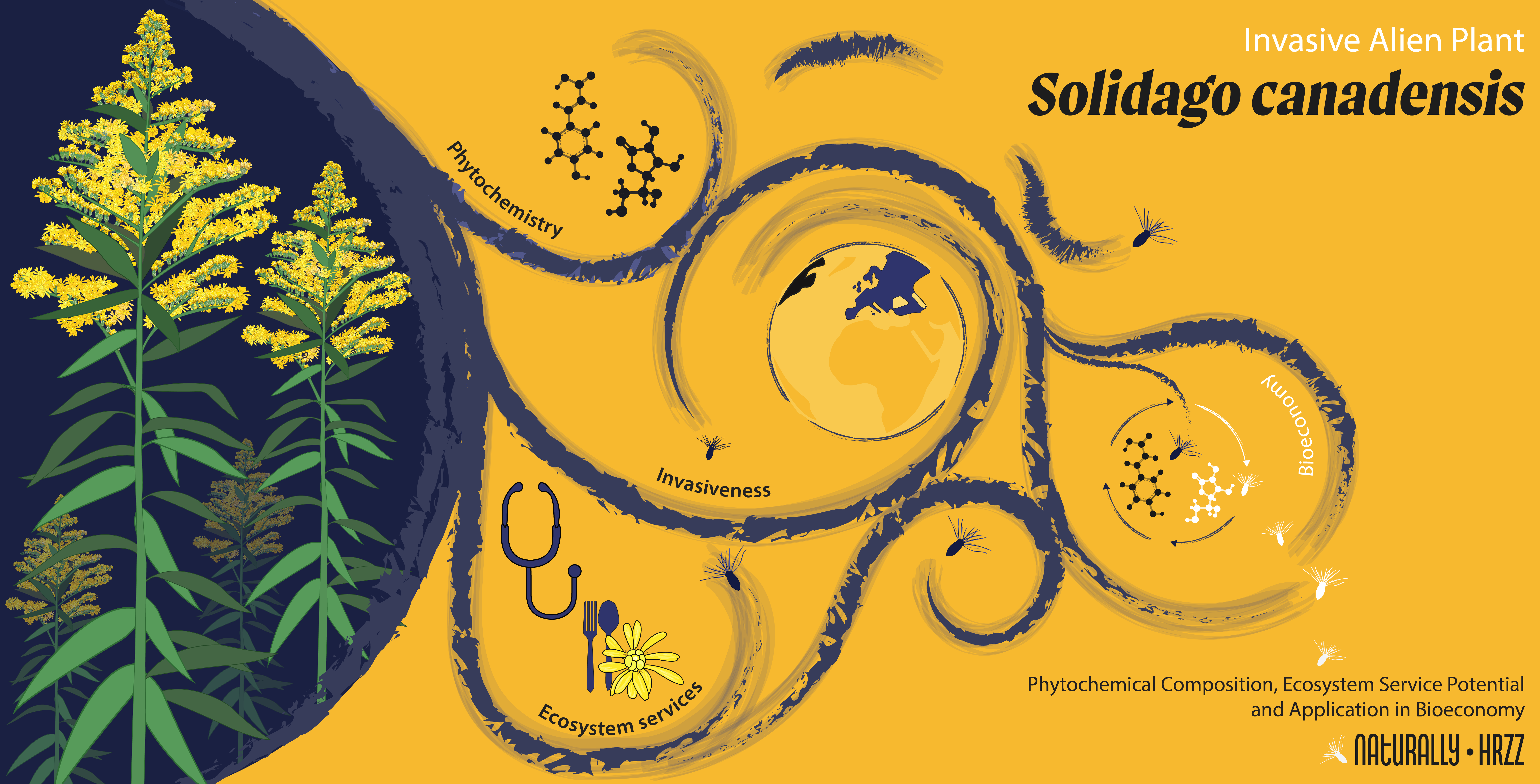 Graphical abstract plants 2995682