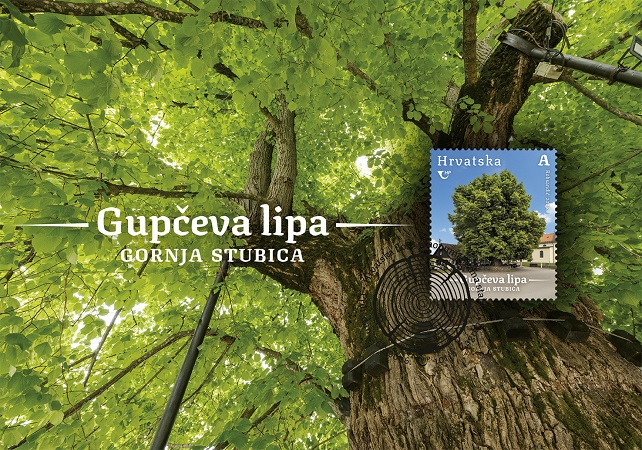 Gupčeva lipa