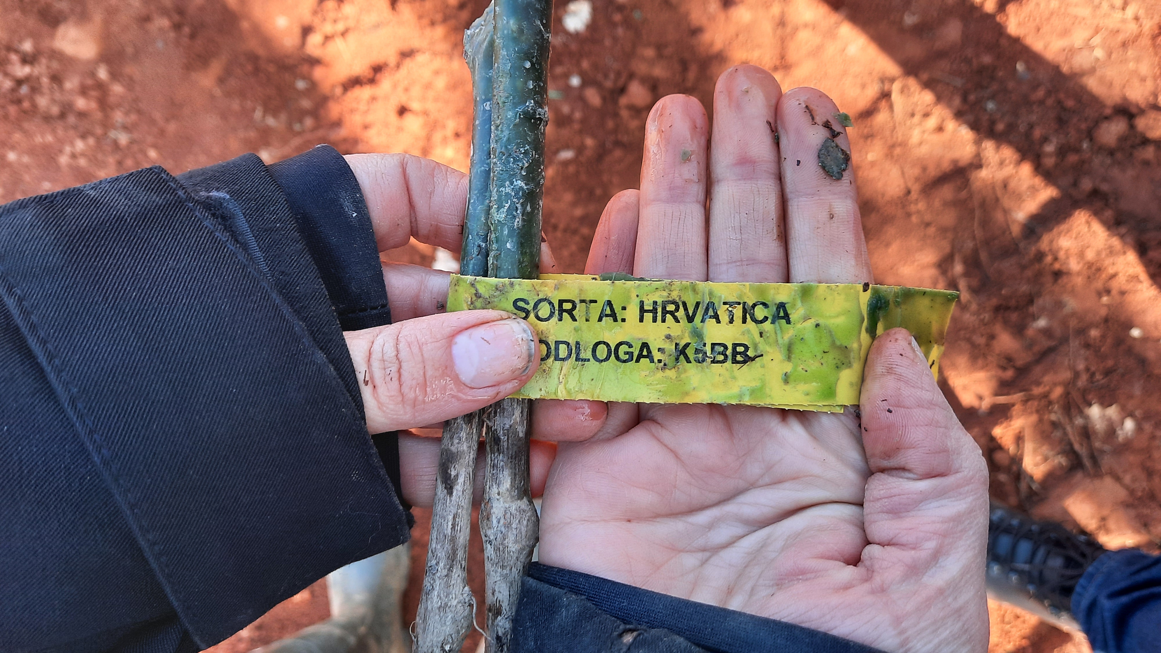 Hrvatica sadnja 20210326 153320
