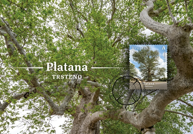 Platana Trsteno