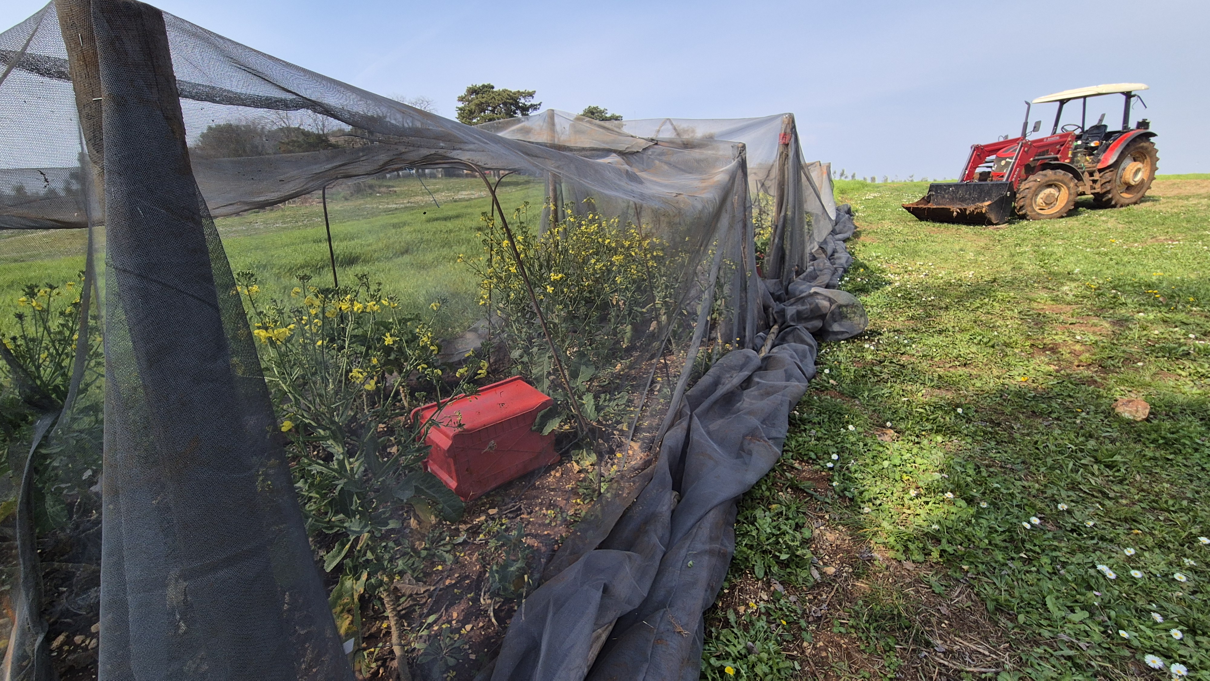 Pokusni nasad kupusa