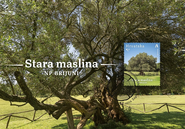 Stara maslina